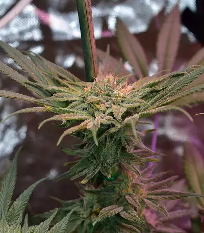 Gorilla (00 Seeds) Cannabis-Samen