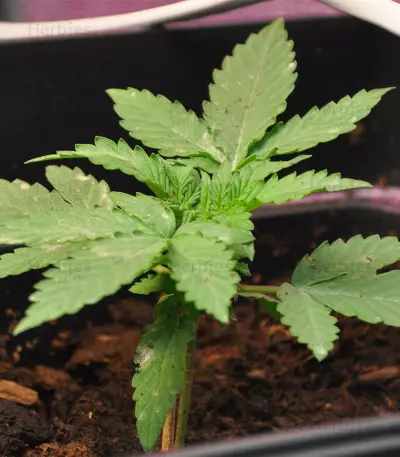 Goxuak Auto (Genehtik Seeds) Cannabis-Samen