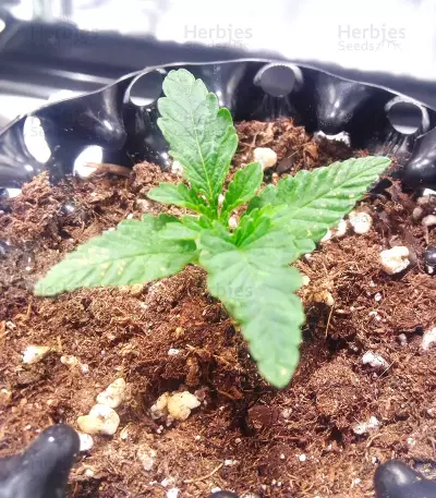 Kuchi (Devils Harvest Seeds) Cannabis-Samen
