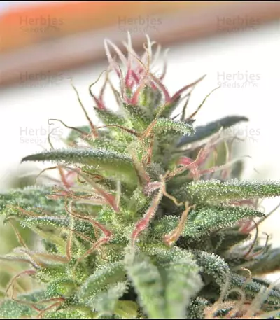 Malawi Breeders Pack regular (Ace Seeds) Cannabis-Samen