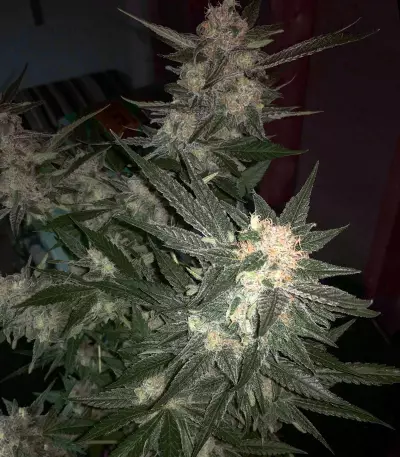 Melon Gum (Dr. Underground) Cannabis-Samen