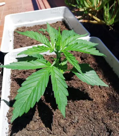 Morpheus CBD (Buddha Seeds) Cannabis-Samen