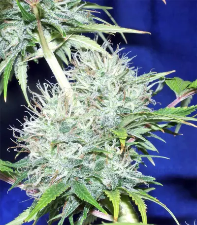 Nepal Jam regular (Ace Seeds) Cannabis-Samen