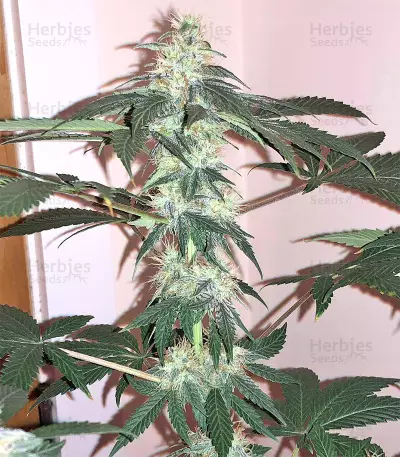 Ruderalis Skunk regular (Sensi Seeds) Cannabis-Samen
