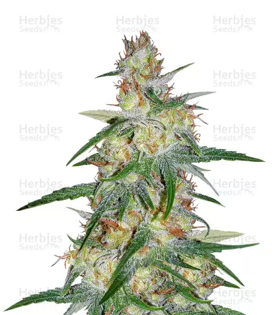 Skunk Haze Regular (Mr. Nice Seedbank) Cannabis-Samen