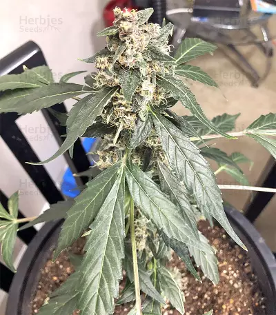 Super Auto Lemon Haze (Original Sensible Seeds) Cannabis-Samen