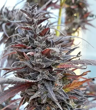 Thai Chi (Ace Seeds) Cannabis-Samen