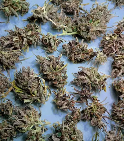 Titan's Haze regular (Flying Dutchmen) Cannabis-Samen