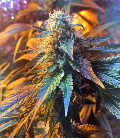 Wedding Cake (Big Head Seeds) Cannabis-Samen