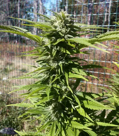 Widow Remedy regular (Barney's Farm) Cannabis-Samen
