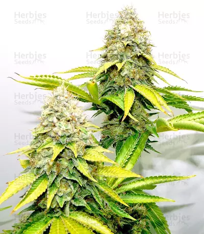 Xtreme Kush (Xtreme Seeds) Cannabis-Samen