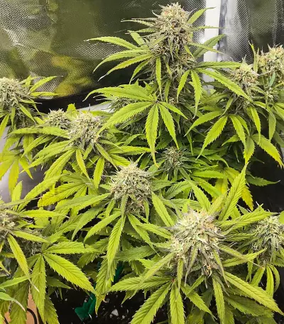 Acid Rain Autoflower feminisierte Samen (EGS)