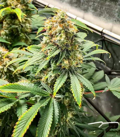 Blueberry OG feminisierte Samen (AlphaFem Seeds)