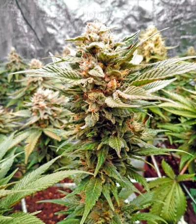 Bruce Banner strain