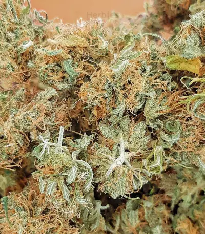 buy cbd lemon aid original sensible seeds