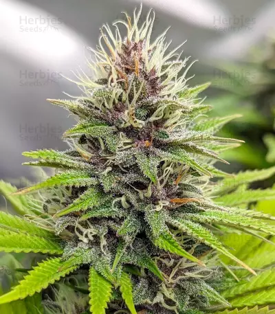 Chem OG (Female Seeds)