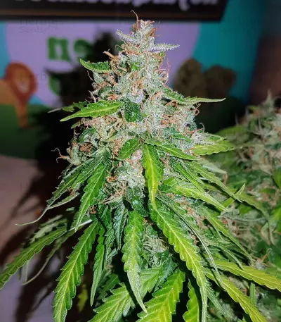 Auto Critical Orange Punch Feminized (Dutch Passion)