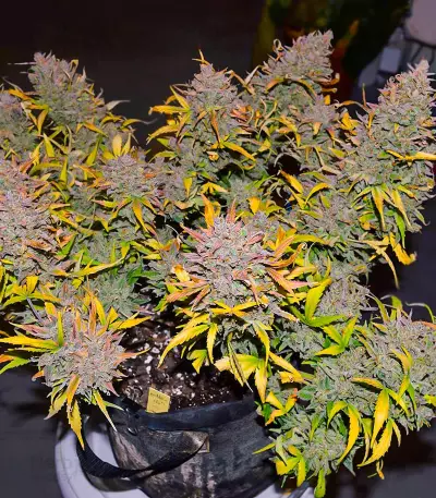 Crystal WW Autoflower feminisierte Samen (EGS)