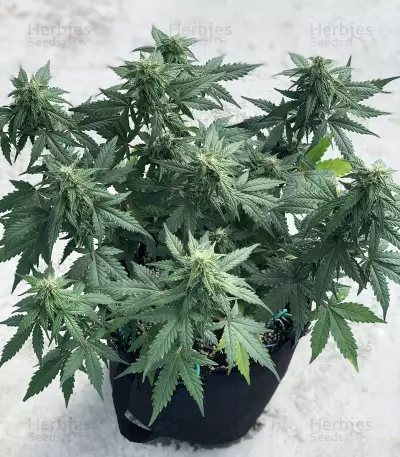 Glue Gelato Auto (Barney's Farm) Cannabis-Samen