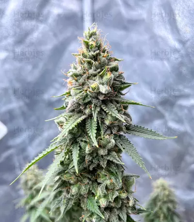 Gorilla Cookies Fast Flowering (Fast Buds)