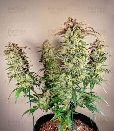 Gorilla Girl XL Auto feminisierte Samen (Sweet Seeds)