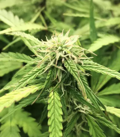 Greengo Bio Haze (Kera Seeds) Cannabis-Samen