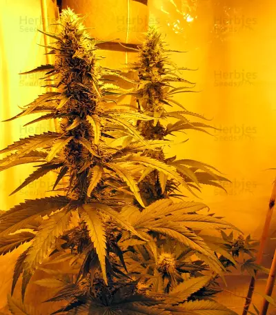 Nebula (Paradise Seeds) Cannabis-Samen