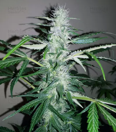Pounder Auto (Auto Seeds) Cannabis-Samen