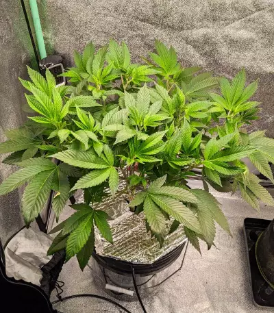 Sour Diesel feminisierte Samen (Barney’s Farm)