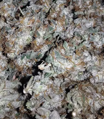 Alien Gorilla (Original Sensible Seeds) Cannabis-Samen