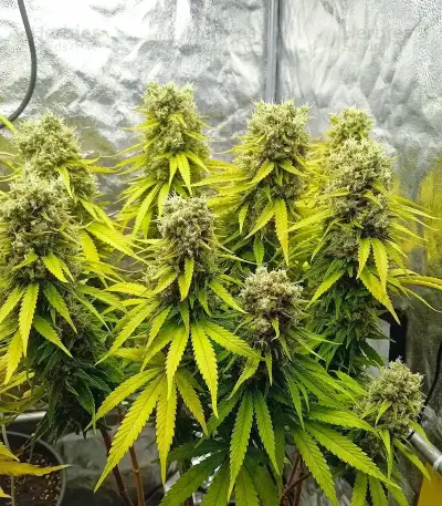 Amnesia Haze (RQS) Cannabis-Samen