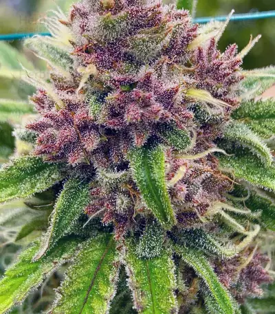 Black Cherry Punch feminisiertes Saatgut (Pyramid Seeds)