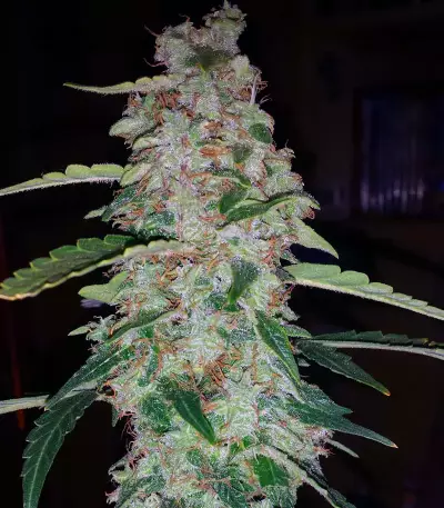 Blueberry Glue Auto (Expert Seeds) Cannabis-Samen