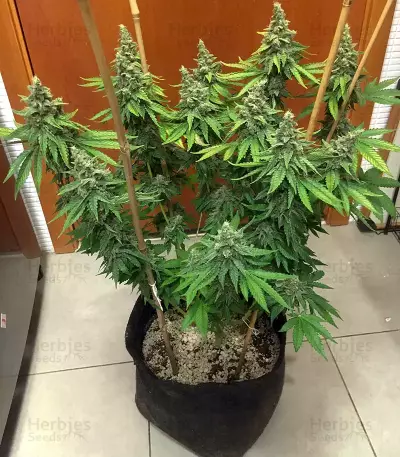 Bruce Banner #3 (BlimBurn Seeds) Cannabis-Samen