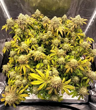 Double Cream (Cream of the Crop Seeds) Cannabis-Samen