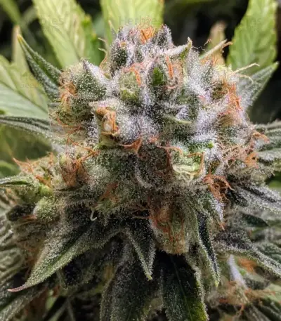 Frosted Guava (Original Sensible Seeds)