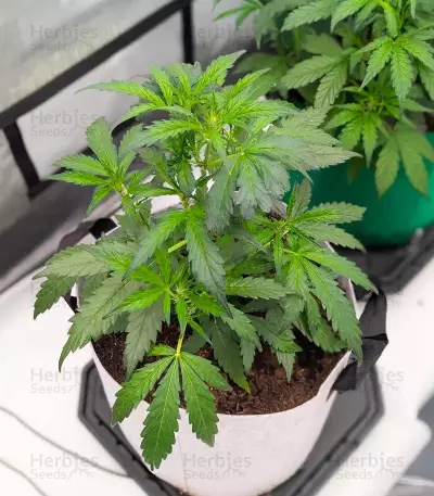 Fugue State Auto (Mephisto Genetics) Cannabis-Samen