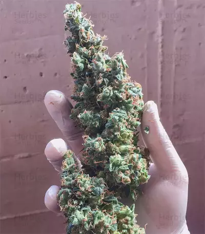 Gelato Auto feminisierte Samen (Fast Buds)