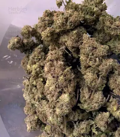 Golosa (Delicious Seeds) Cannabis-Samen
