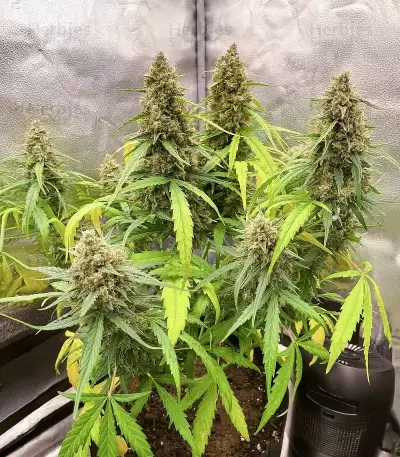 Lemon Cherry Gelato Auto R3 feminisierte Samen (Ethos Genetics)