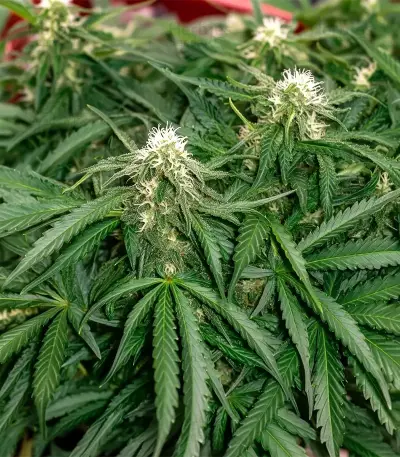 Mango Bubble Cloud (Dr. Krippling Seeds) Cannabis-Samen