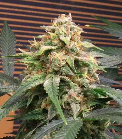 Original Big Bud Auto Samen feminisiert (Fast Buds)