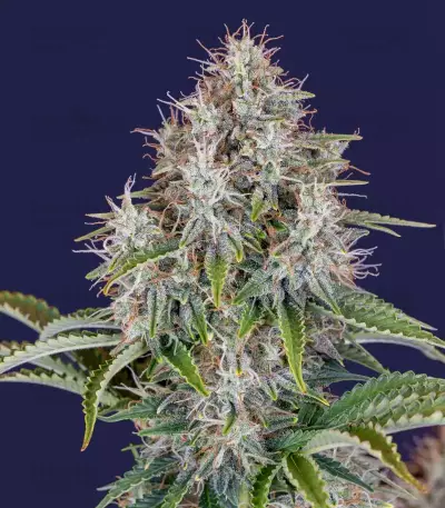 Original Cinderella Auto Samen feminisiert (Fast Buds)