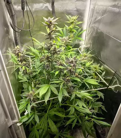 Purple Lemonade Poison Autoflower feminisierte Samen (Seedkeepers)