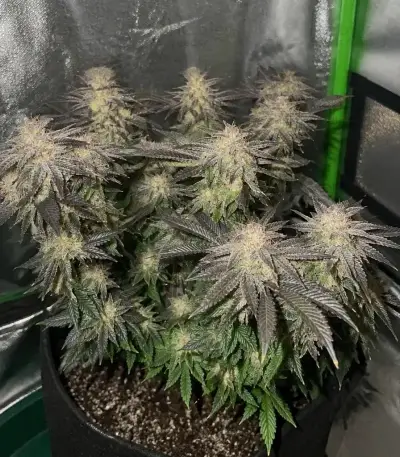 Purple Queen (RQS) Cannabis-Samen
