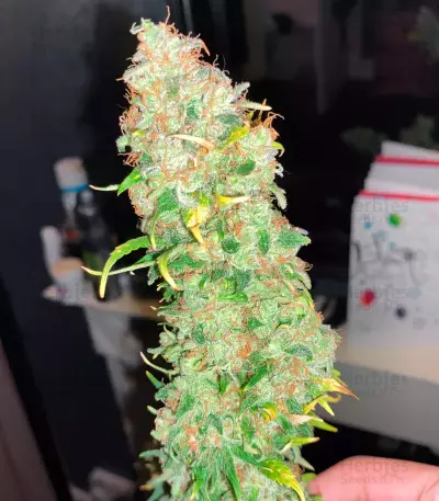 Strawberry Cake (Heavyweight Seeds)