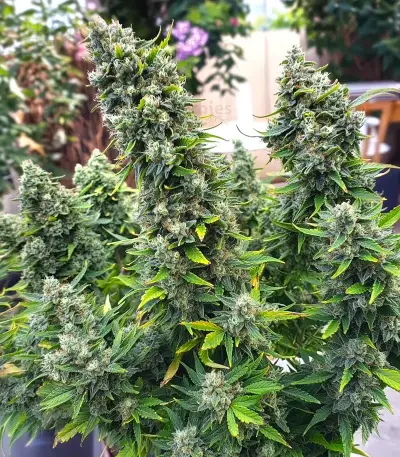 Stress Killer Automatic CBD (RQS) Cannabis-Samen