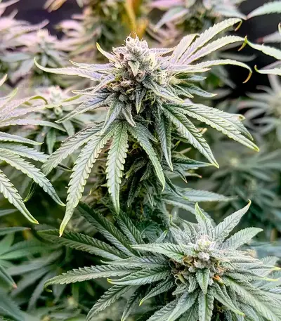 Super Lemon Haze x GMO (GHS)
