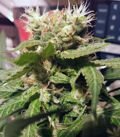 Three Blue Kings (Humboldt Seeds Organization) Cannabis-Samen
