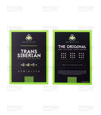 Trans Siberian Auto (Auto Seeds) Cannabis-Samen